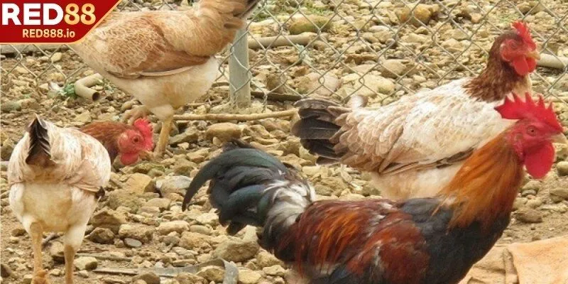 Kỹ thuật nuôi gà ri chuẩn xác