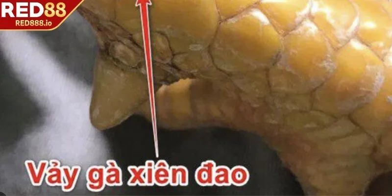 Chiến kê có thể đá nhanh và chính xác