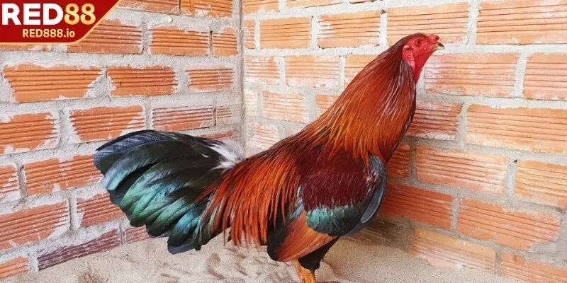 Bổ sung đầy đủ dinh dưỡng cho gà mỗi ngày