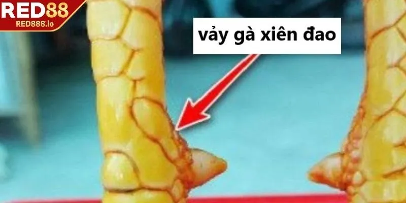 Thể hiện thể lực mạnh mẽ của các chiến kê