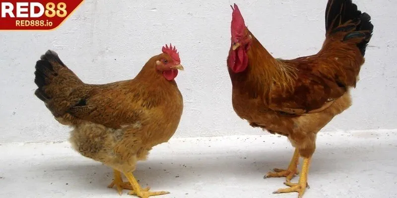 Tổng quan về gà ri là gì?