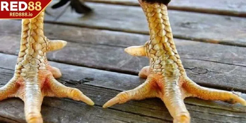 Tiến hành chọn chiến kê có vảy phủ địa đẹp