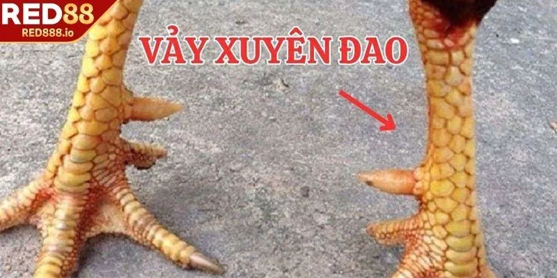 Vảy xuyên đao được hiểu ra sao?